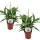 2 x Spathiphyllum plants in 9cm pots peace lily