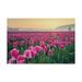 Trademark Fine Art Skagit Valley Tulips I Canvas Art by Alan Majchrowicz