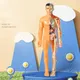 Human Body Model Kids Cognitive Science Education Puzzle Organ Assembly Transparent Skeleton