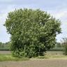 Salix caprea - 160 - 180 cm