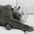 Couvre-bouche transparent anti-morsure pour chat capuche respirante masque de toilettage museau à