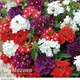 Thompson & Morgan Verbena Quartz Mixed 6 Plug Plants