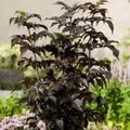 Porphyrophylla Black Tower Elder Shrub Plant Sambucus Nigra 12L Pot 80cm - 100cm
