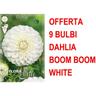 Offerta 9 bulbi dahlia boom boom white bulbs bulbes