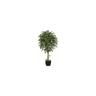 Kaiserkraft - 122027 Ficus benjamina con fusto