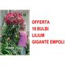 Offerta 18 Bulbi Lilium Gigante Empoli Bulbs Bulbes