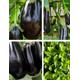 Available Now 3 x Organic Aubergine Large Plug Plants 'Bonica' 'Genie' 'Hansel'