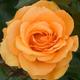 Rose 'Super Trooper' (Floribunda Rose)