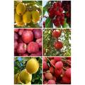 55 Fruit Seeds Pack - Cherry Tree, Pomegranate Seeds, Gala Apple Tree Kiwi Seeds, Lemon Lychee Seeds