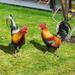 2 Rooster Decor (2D) Acrylic Yard Chicken Decorations Outdoor Garden Statues Chicken Ornaments Yard Art for Backyard Lawn Pathway Garden Lawn (Not 3D)