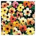 CLkPde Sunrise Surprise Black-Eyed Susan Seeds Includes 10 Seeds in a Pack