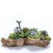 Winston Porter Resin Trunk Planter | 3.5 H x 13.8 W x 6.1 D in | Wayfair 437B84600A7B4633B02613CFC57B9254