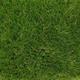 bedding mill Boundary 30mm Artificial Grass, Plush Artificial Grass, Pet-Friendly Artificial Grass, Premium Artificial Grass, 10 Years Warranty