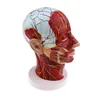Anatomische Kopf Median Sagittalebene Modell Nerven Parotiden für den Unterricht