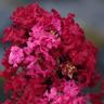 Lagerstroemia indica 'Enduring Summer Red'