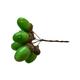 Artificial Green Acorns on Wire x 24 - Perfect Wreath Garland Autumn Craft Accessory