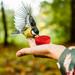 Yoloke Portable Handheld Hummingbird Feeder with Pentagram Design - Convenient and Stylish Bird Feeder for Hummingbirds