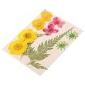 Komiseup Pressed Flowers Bulk Dried Flower for Crafts Dried Flower Leave Natural Scrapbooking DIY Gifts for Birthday Mother s Day