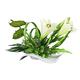 Cuiynice Artificial Flowers Artificial Flowers Plants,Fake Lily with White Vase,Artificial Lily Flowers ?Used for Home Kitchen,Wedding Decoration Flowers for Decoration