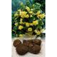 (5) YELLOW TRAILING BEGONIA (PENDULA) BULBS/CORM GARDEN/HANGING BASKET SUMMER FLOWER