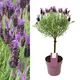 Carbeth Plants Lavender Anouk Lollipop Tree In 15Cm Pot - Lavandula Stoechas Anouk On Stem - Aromatic Plant For Patio Pots