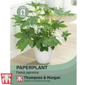 Thompson & Morgan Castor Oil Plant Seed 1 Seed Packet (10 Seeds)