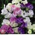 Thompson & Morgan Sweet Pea Scent Infusion - 1 Seed Packet (25 Seeds)