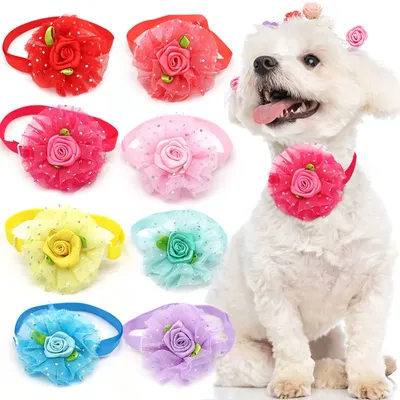 More+Pet+Supplies