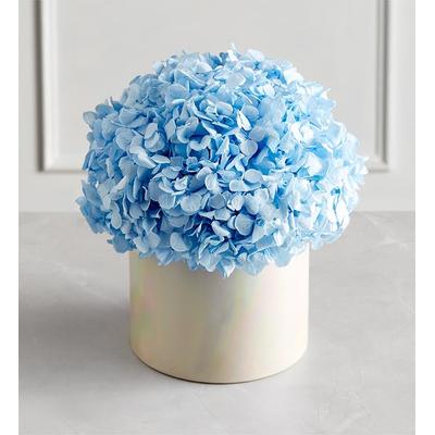1-800-Flowers Flower Delivery Magnificent Roses Preserved Domani Blue Hydrangea