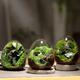 1pc, Bouteilles En Verre Créatives En Forme D'œuf Vase En Verre Succulent Hydroponique Charnu Micro Paysage Verre Terrarium Mousse Décoration De La Maison