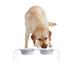 Medium Clear Double Bowl Pet Feeder in White, 3.5 Cups, 0.54' L X 1.21' W X 0.29' H, 5 LBS