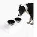 Medium Clear Double Bowl Pet Feeder in Black, 3.5 Cups, 0.54' L X 1.21' W X 0.29' H, 5 LBS