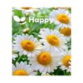 HERB - ROMAN CHAMOMILE - 1500 seeds - Anthemis nobilis