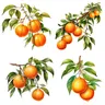 Drei Ratschen co92 geerntete Orangen entzückende Frucht aufkleber für Haupt dekoration