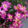 Meilland Richardier - Rosier Pink drift ® Meijocos