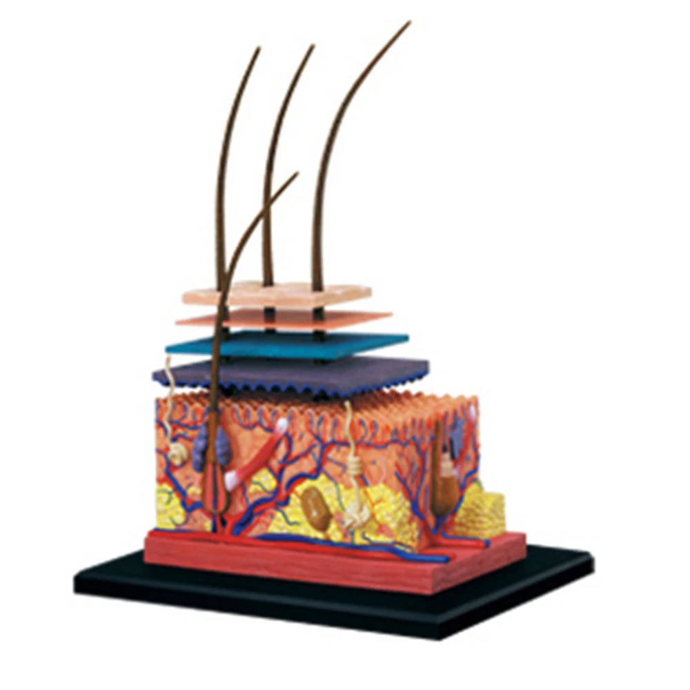 4d menschliche Haut Modell Haar organe Montage Puzzle Modell Lehr modell Puppe Wissenschaft anatomisches Modell Image
