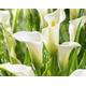 10x Calla lily small bulbs Elegant white blooms (Zantedeschia) In growth stage. Summer flowering Hardy Perennial Rare plant for Patio pots