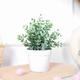 Realistic Artificial Money Plant Potted Plant