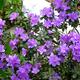 1 X Rhododendron 'Ramapo' Evergreen Bushy Shrub Hardy Garden Plant In Pot