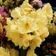 Rhododendron Golden Wonder (9cm)