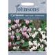 Johnsons Seeds - Pictorial Pack - Flower - Cyclamen Hardy Mixed - hederifolium - 12 Seeds