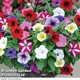 Thompson & Morgan Petunia Easy Wave Ultimate Mixed - 12 Plug Plants - Summer Garden Colour, Ideal For Hanging Baskets