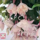 Thompson & Morgan Fuchsia Happy Wedding Day - 10 Plug Plants - Summer Garden, Ideal For Hanging Baskets