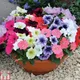 Thompson & Morgan Petunia Frenzy Mixed F1 24 Plug Plants - - Summer Garden Colour, Ideal For Hanging Baskets