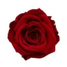Fiore eterno di grado B 5-6cm sei set di testa di rosa eterna materiale floreale fai da te fiori