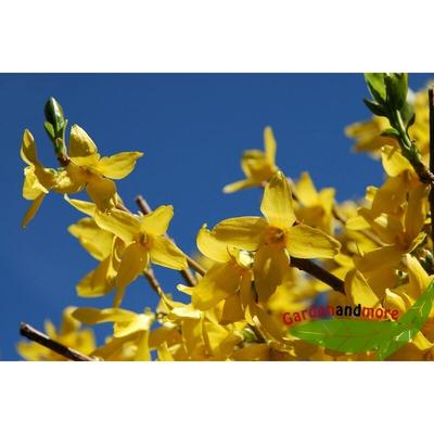 Zwergforsythie Weekend, kompakt 40-60 cm Image