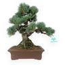 Pino - 30 cm - Pinus Pentaphylla