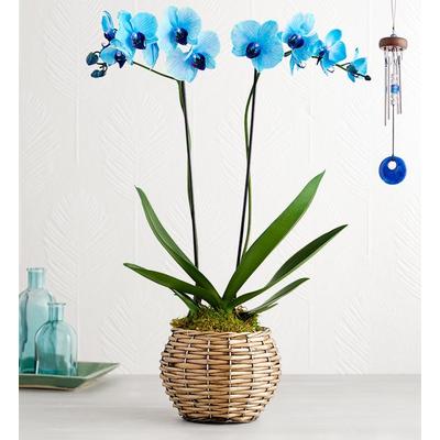 1-800-Flowers Plant Delivery Beautiful Blue Phaelenopsis Orchid Double Stems W/ Chime