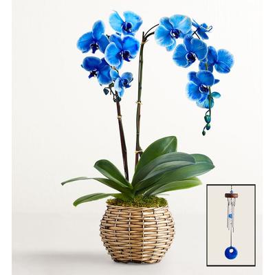 1-800-Flowers Flower Delivery Beautiful Blue Phalaenopsis Orchid Double Stems W/ Chime