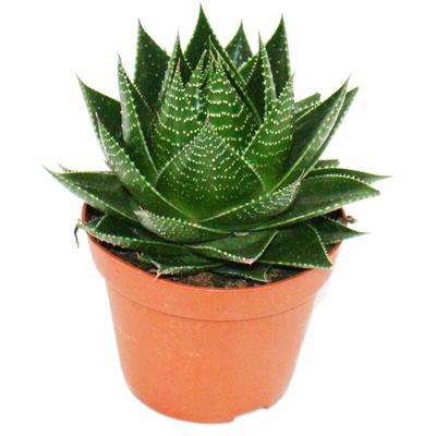 Aloe 'Cosmo' - kugelförmige Aloe - 12cm Topf - sukkulente Zimmerpflanze